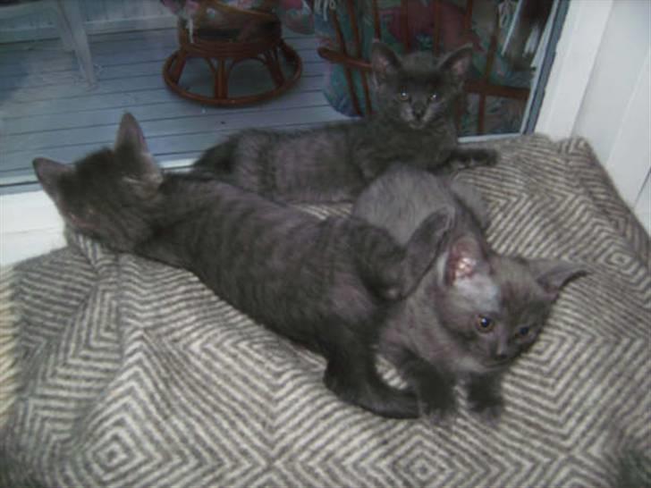 Blanding af racer Luna billede 4