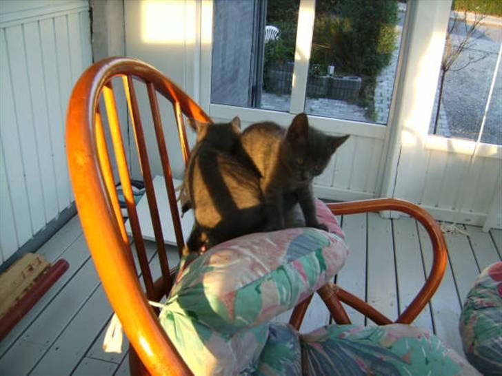 Blanding af racer Luna billede 5