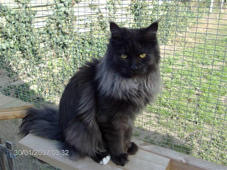 Maine Coon semi billede 1