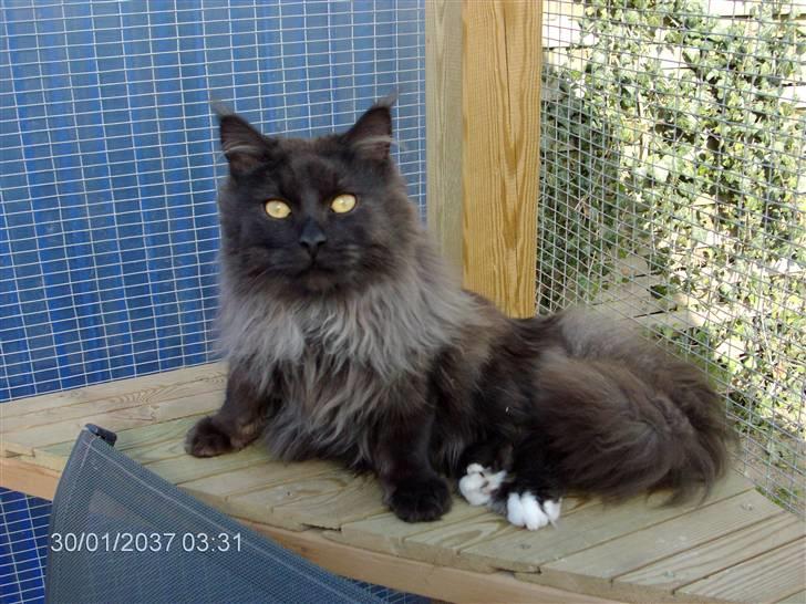 Maine Coon semi billede 2