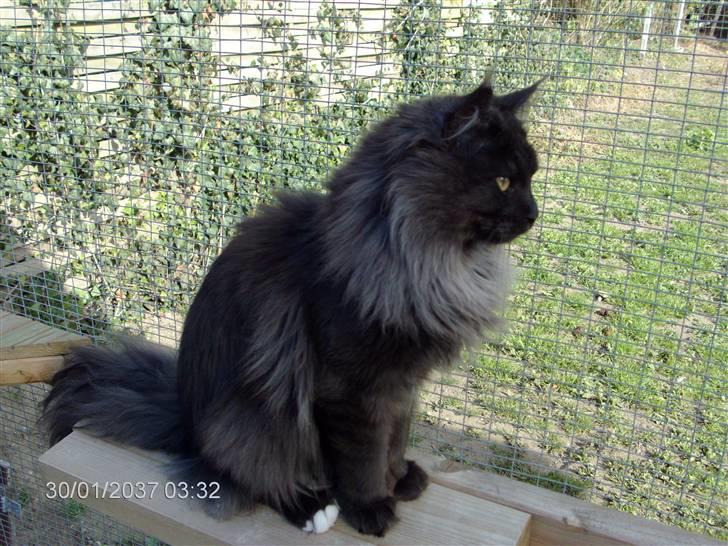 Maine Coon semi billede 3