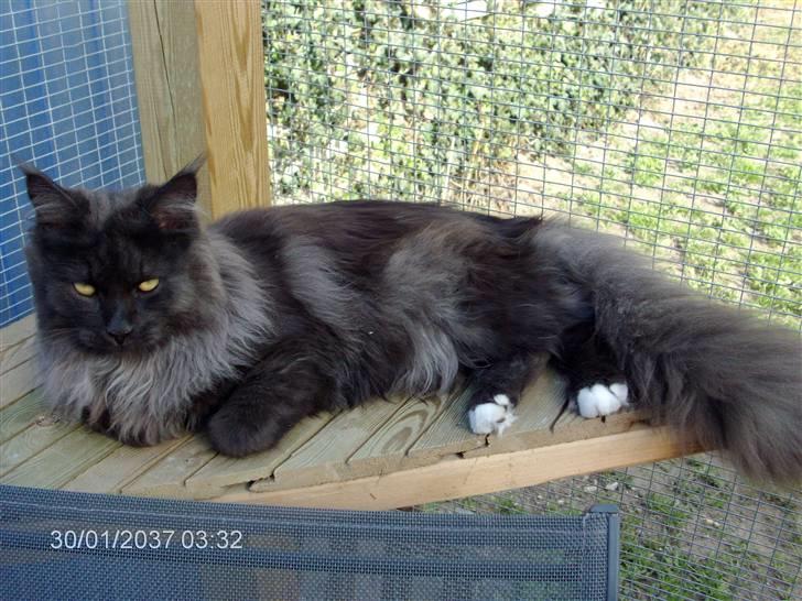 Maine Coon semi billede 4