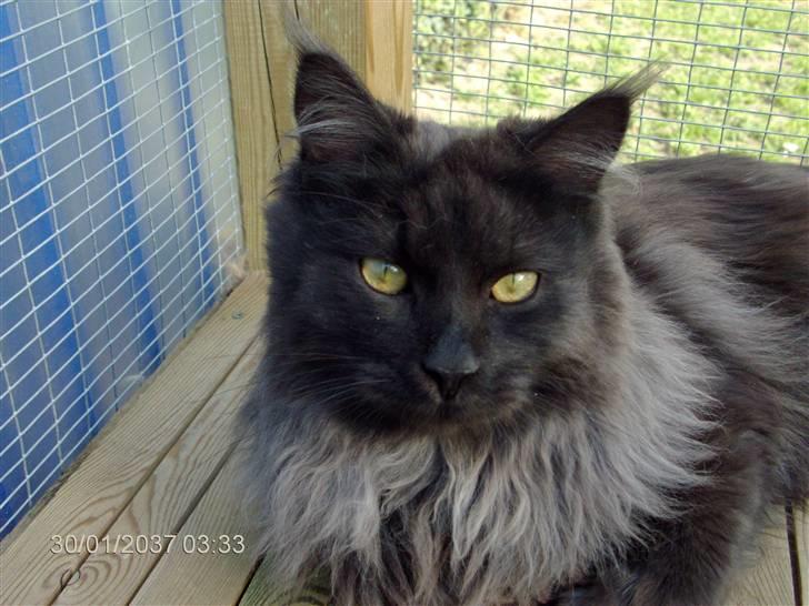 Maine Coon semi billede 5