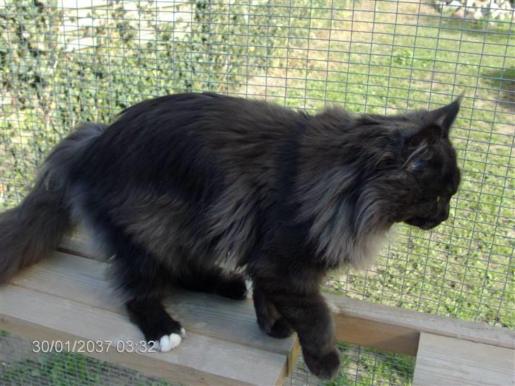 Maine Coon semi billede 6