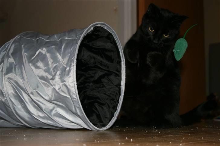 Huskat Sorte Per (babyen) billede 2