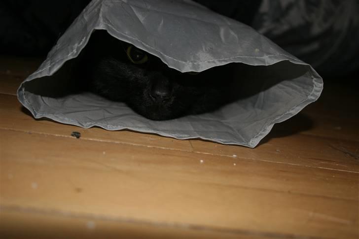 Huskat Sorte Per (babyen) billede 3