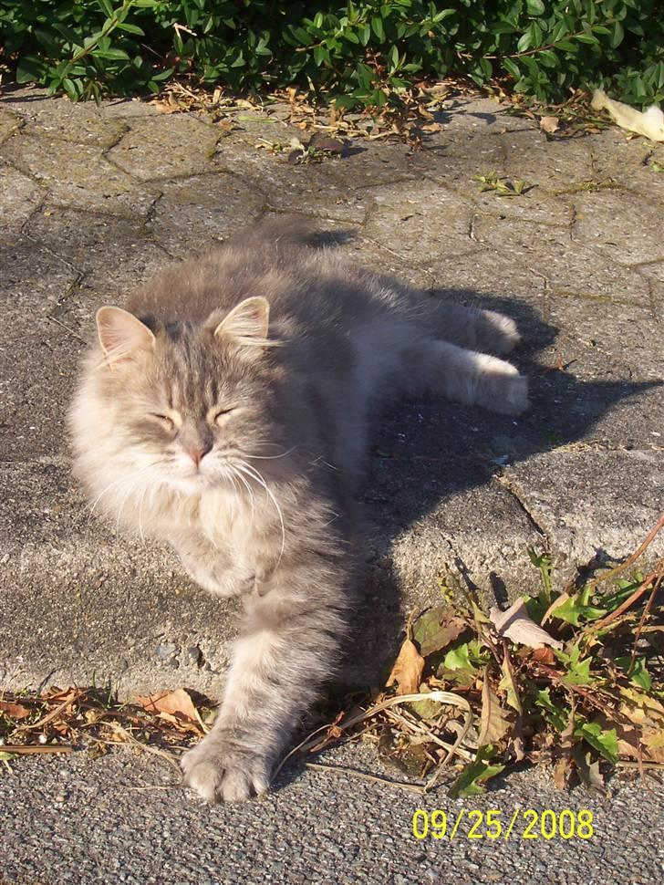 Norsk Skovkat Lulle *Solgt 3-1-09* billede 11