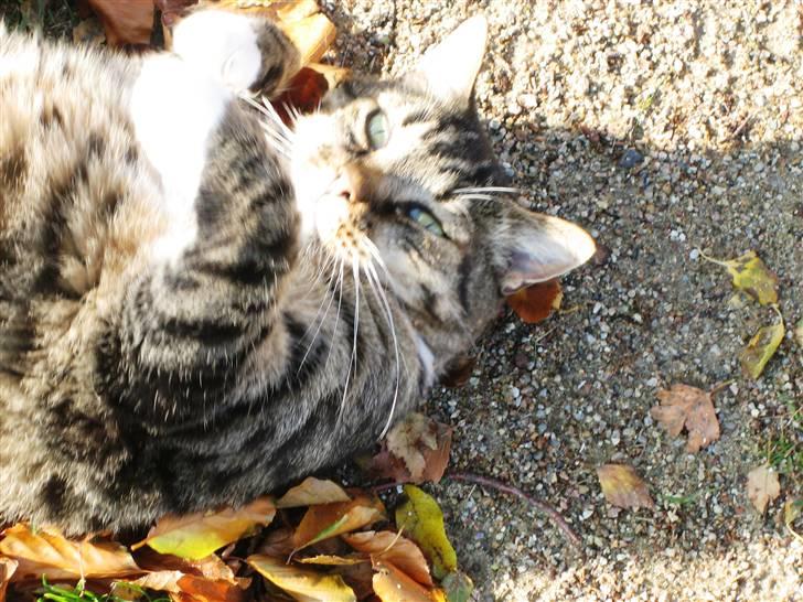 Huskat Charlie  - Lille misser i solen ^^ billede 1