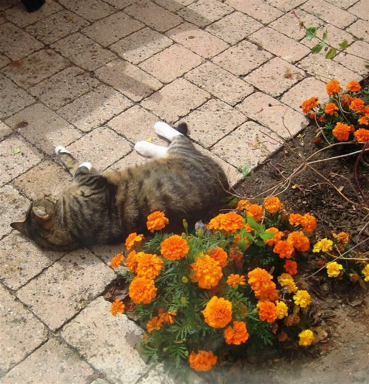Huskat Charlie  - Ligger og nyder solen, tykke kat . billede 2