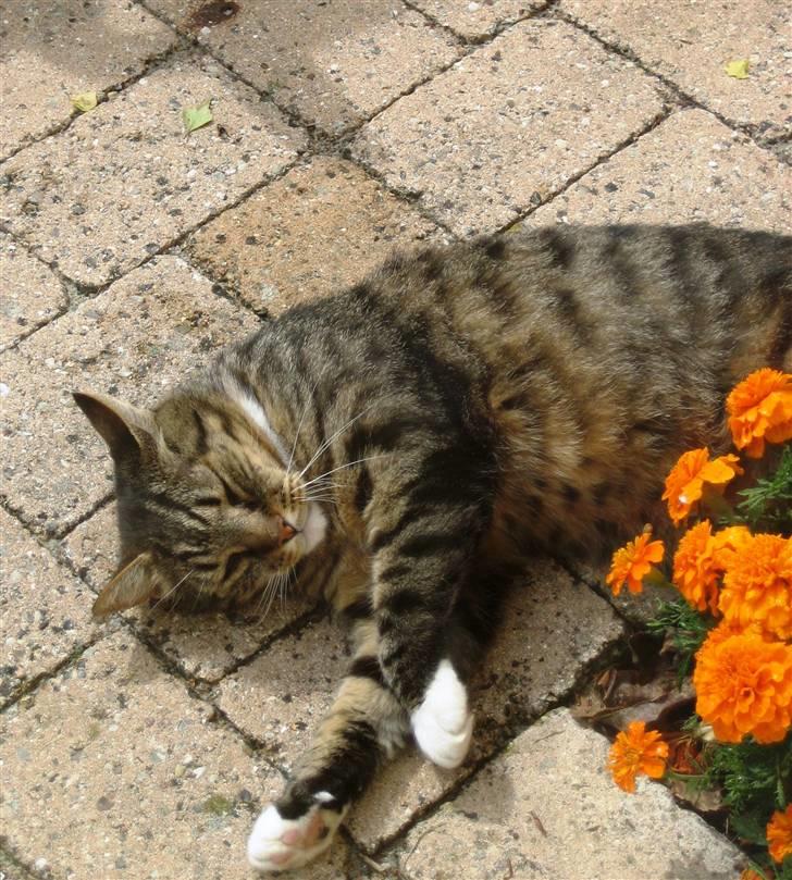 Huskat Charlie  - Igen Charlie i solen.  billede 3