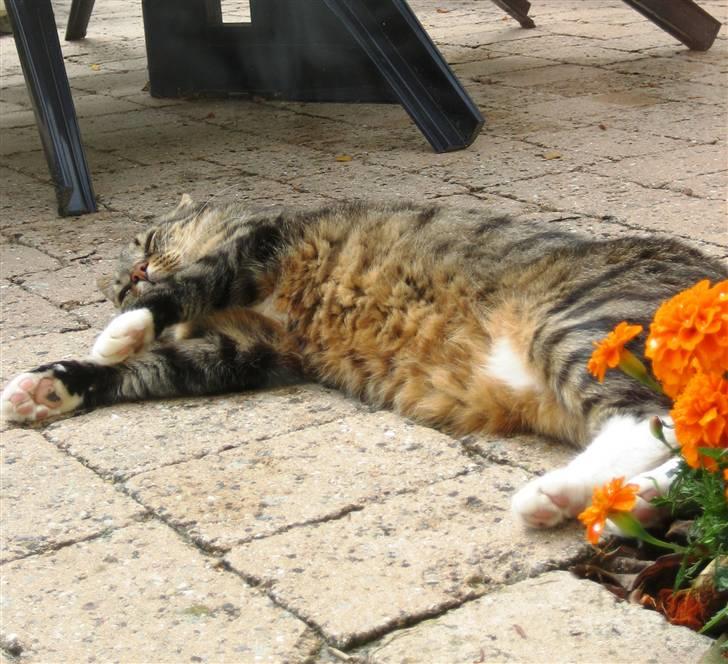 Huskat Charlie  - Nuuurh ! Smukke Charlie <3  billede 4