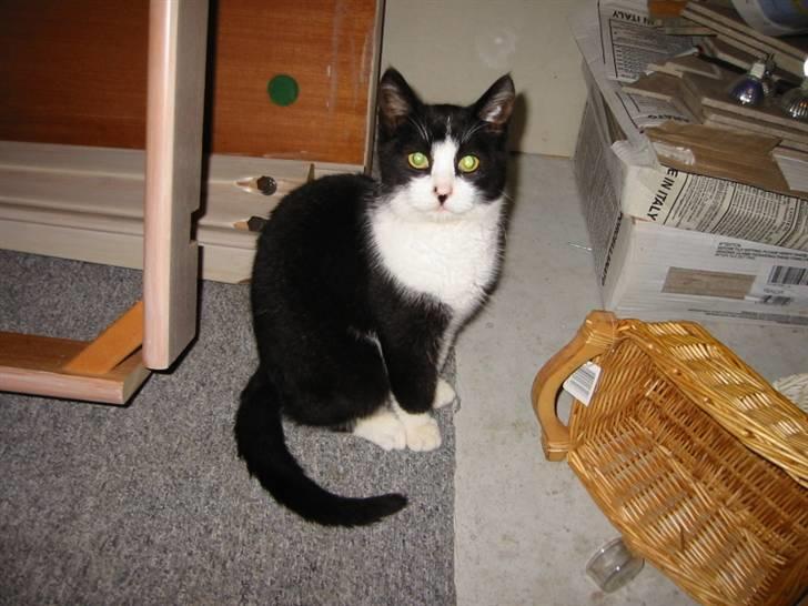 Huskat Sorte billede 2