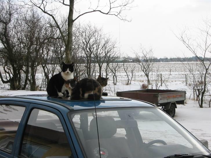 Huskat Sorte billede 3