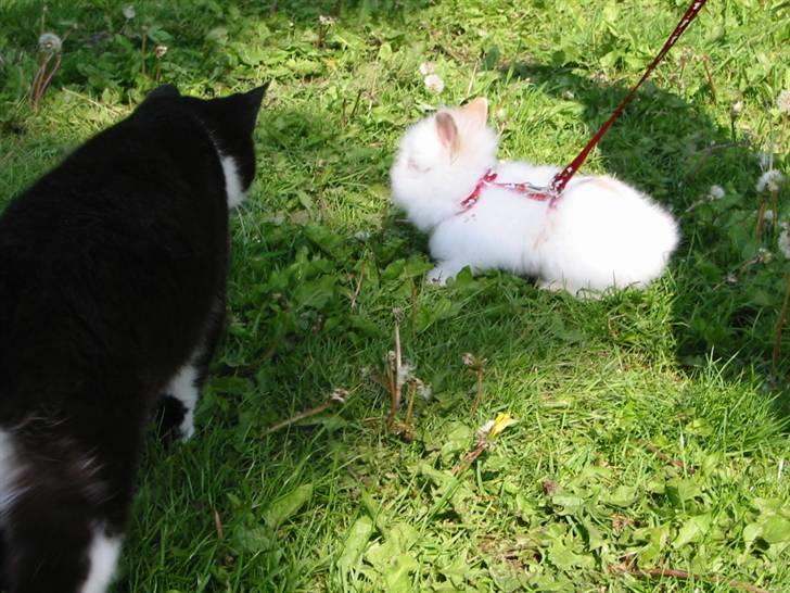 Huskat Sorte billede 5