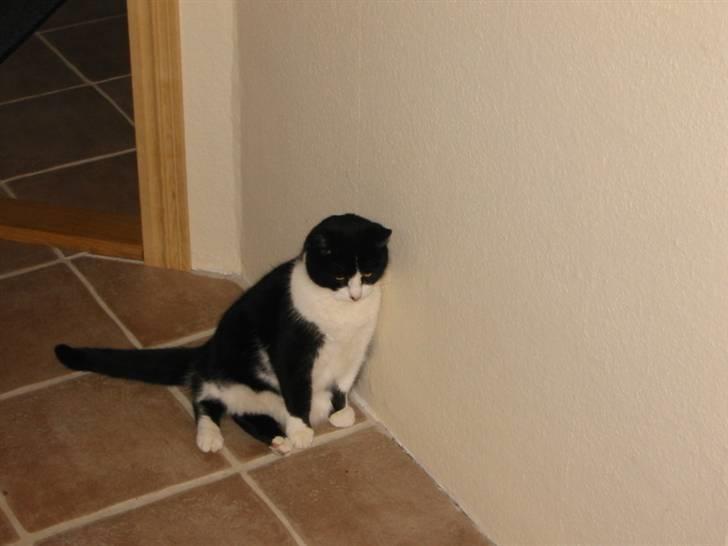 Huskat Sorte billede 6