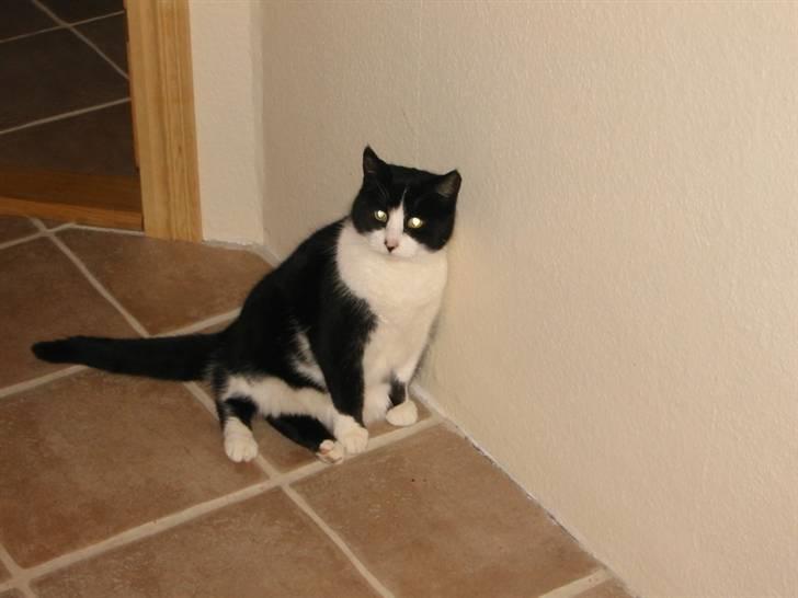 Huskat Sorte billede 7