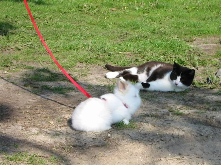 Huskat Sorte billede 9