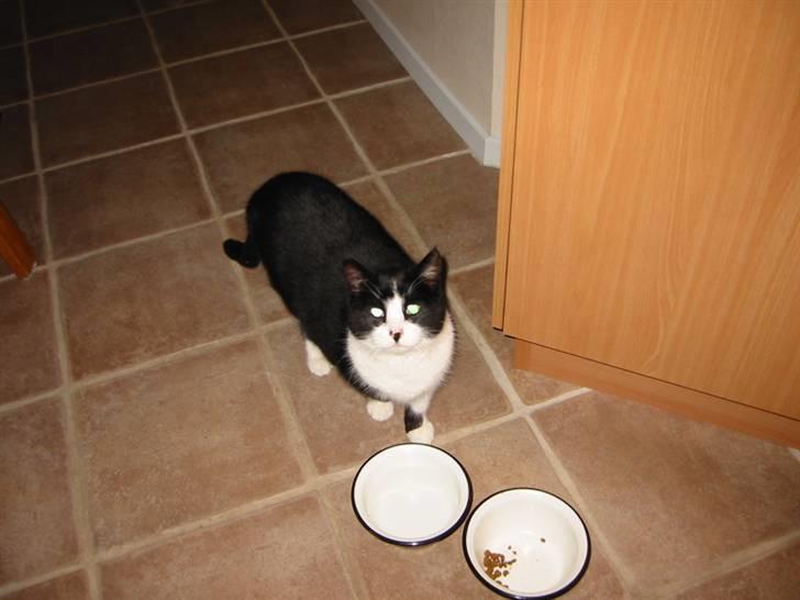 Huskat Sorte billede 10