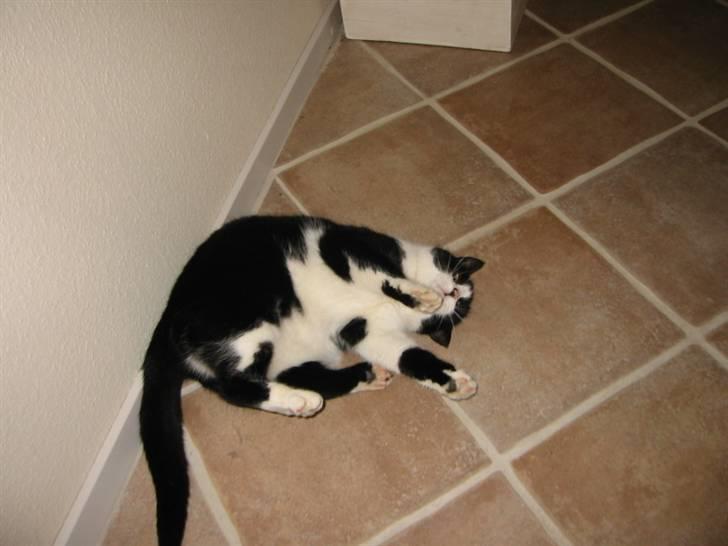 Huskat Sorte billede 11