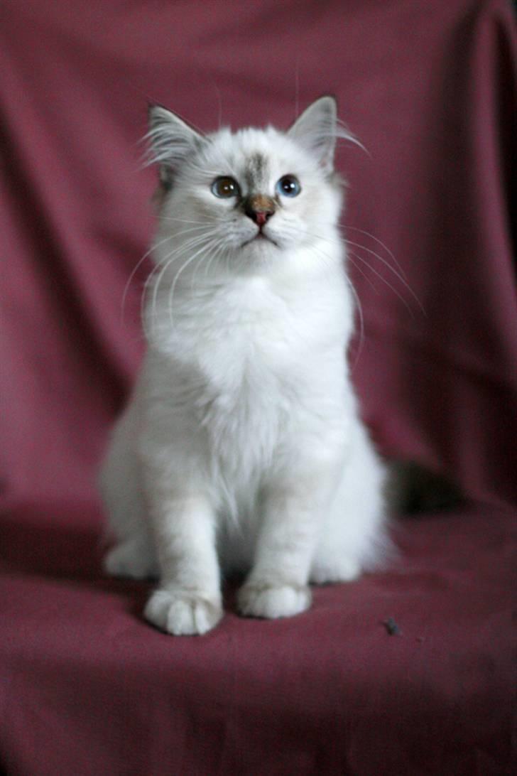 Hellig Birma Lille My's Sigurd - Skal man nu også stilles op! Det har jeg altså ikke tid til...! billede 8