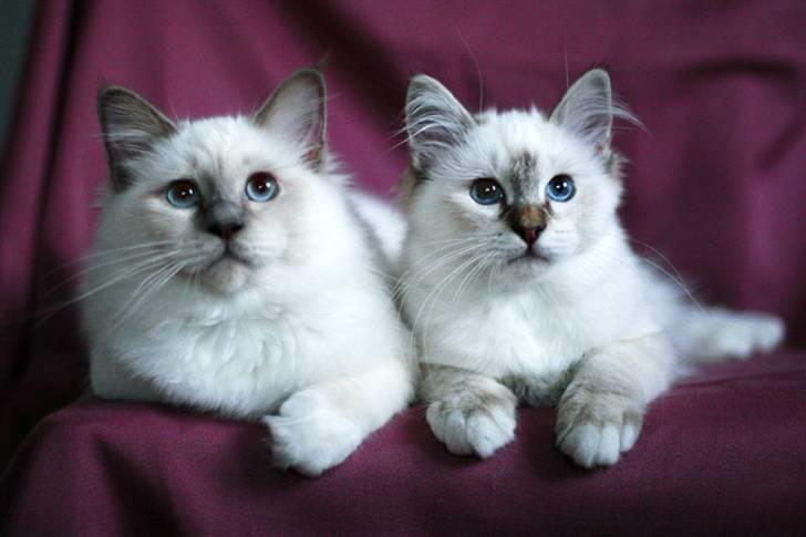 Hellig Birma Lille My's Sigurd - Mig og min bedste ven Baloo. Er vi ikke søde ;) billede 9