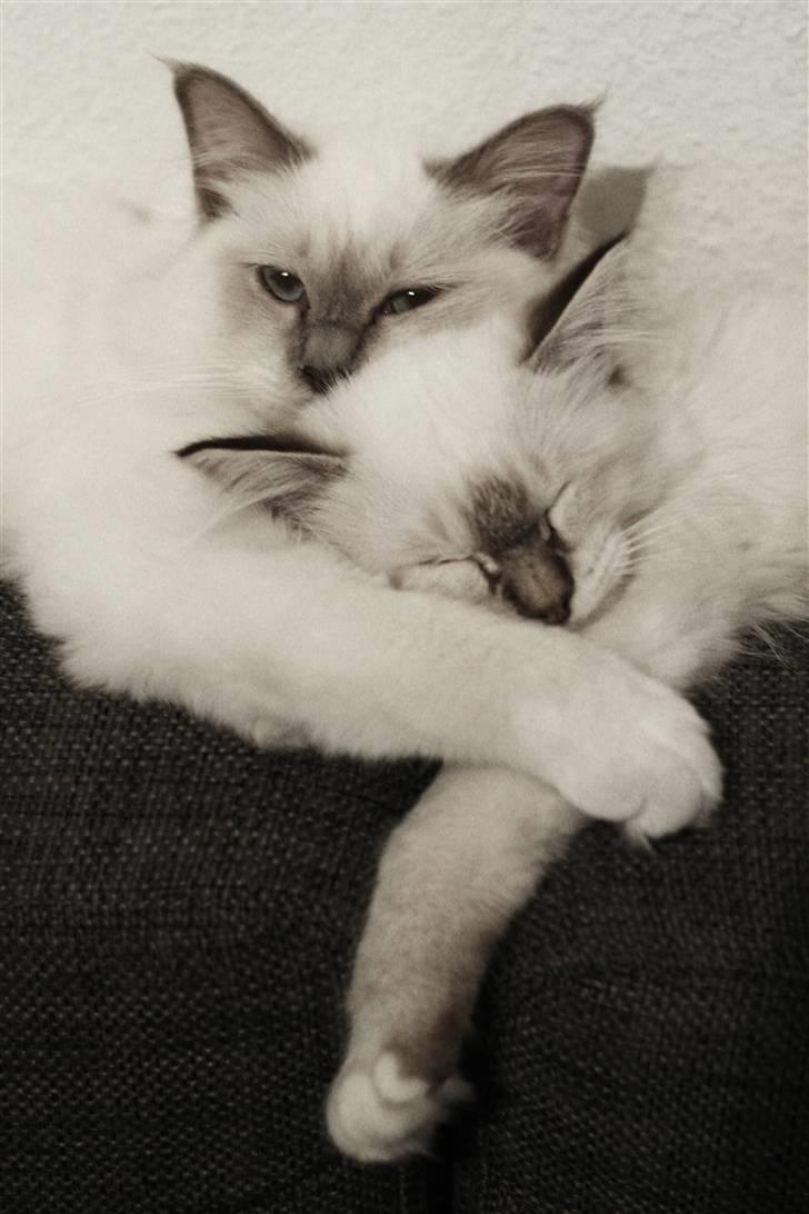 Hellig Birma Lille My's Sigurd - Blir puttet af storebror Baloo.. billede 10