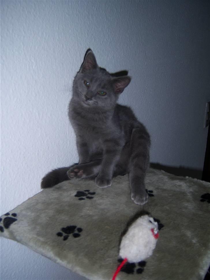 Huskat Topper billede 1