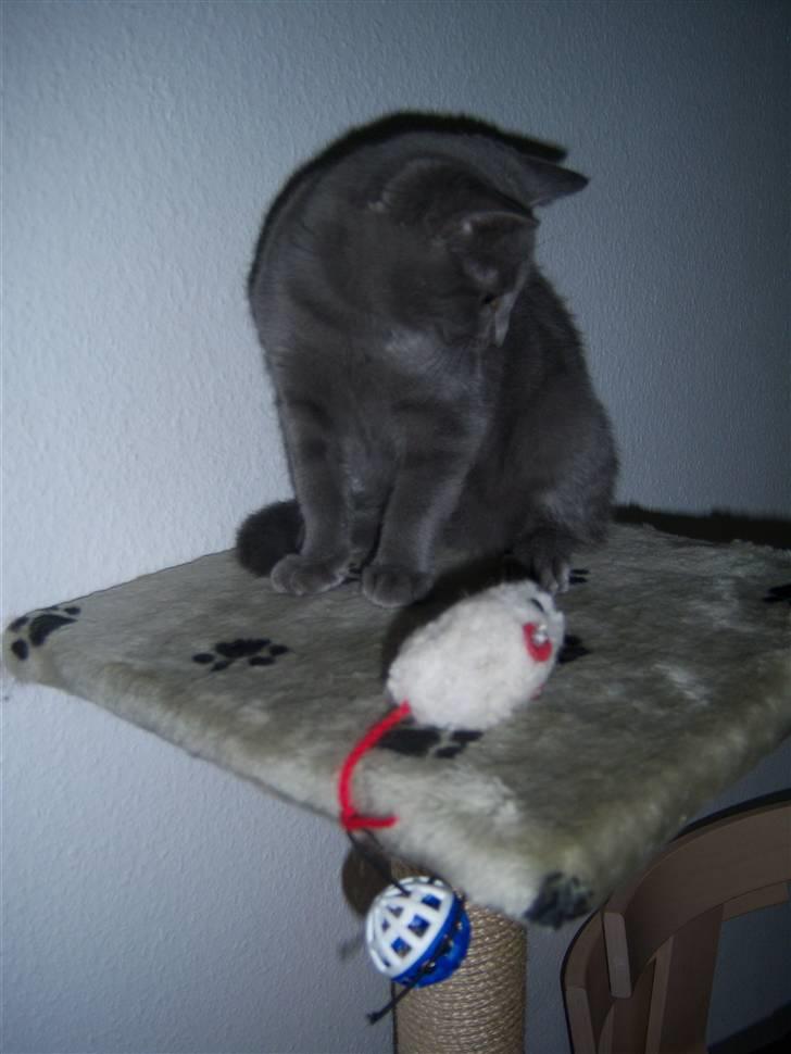 Huskat Topper billede 2