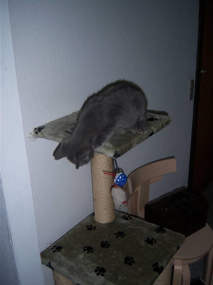 Huskat Topper billede 3