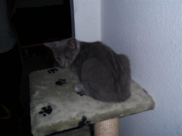 Huskat Topper billede 4