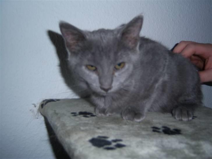 Huskat Topper billede 5