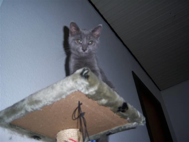 Huskat Topper billede 6