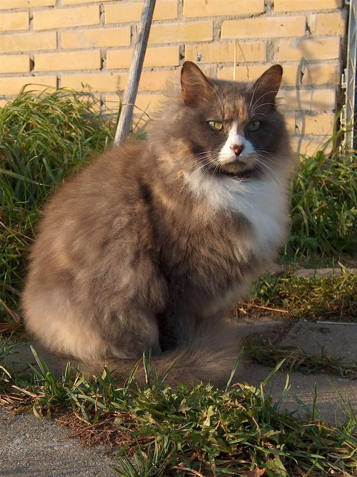 Blanding af racer Gråmis billede 6