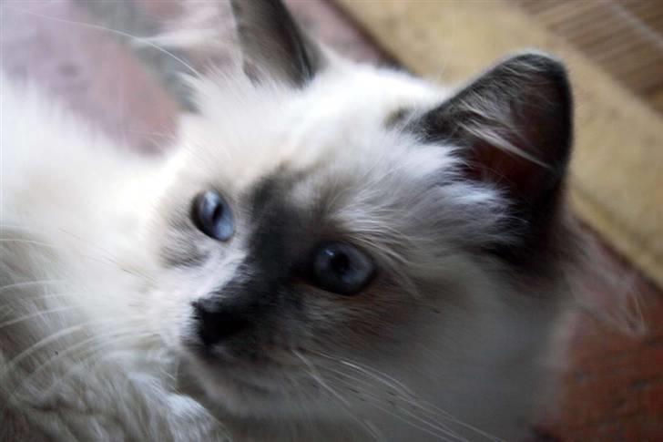 Hellig Birma Khin-Mya's Saroya billede 15