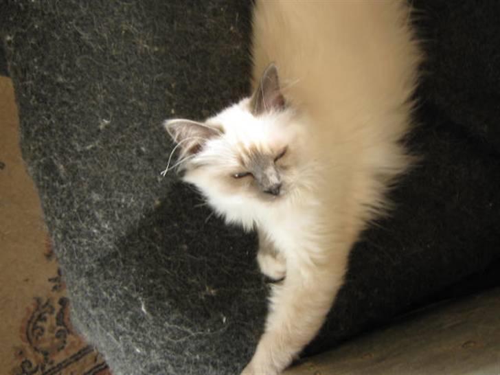 Hellig Birma Khin-Mya's Saroya billede 16