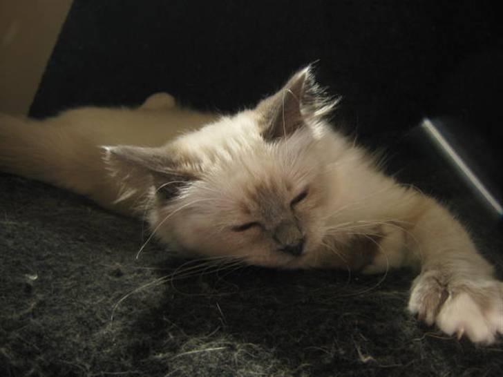 Hellig Birma Khin-Mya's Saroya billede 17