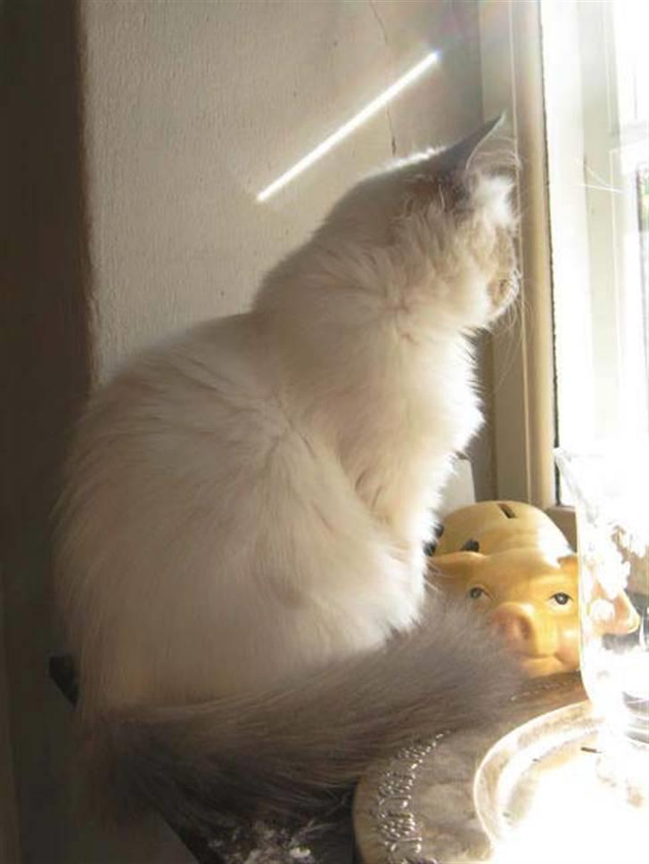 Hellig Birma Khin-Mya's Saroya billede 18