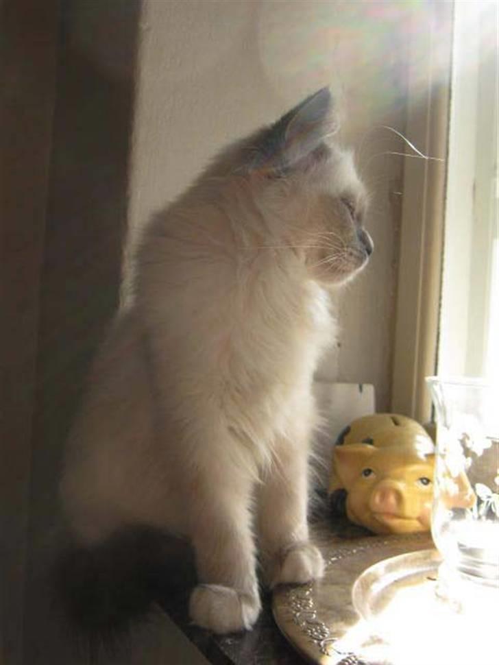 Hellig Birma Khin-Mya's Saroya billede 19