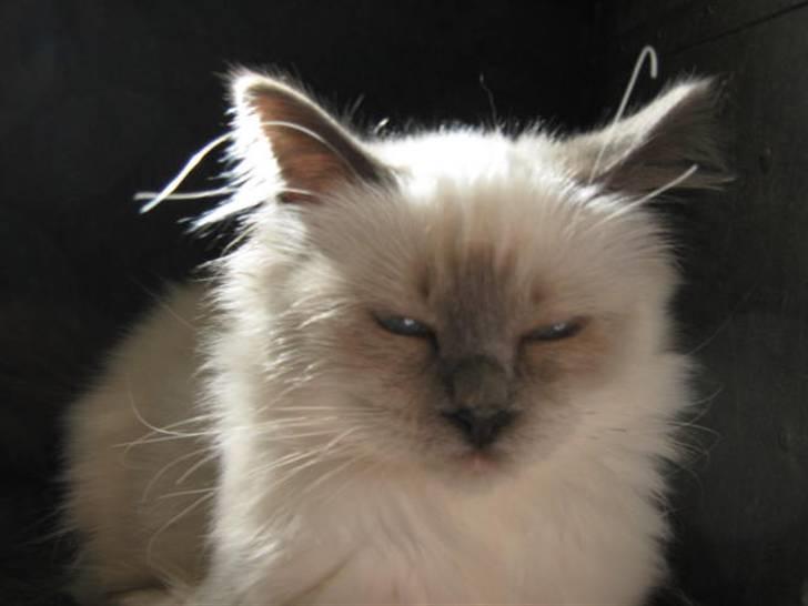 Hellig Birma Khin-Mya's Saroya billede 20