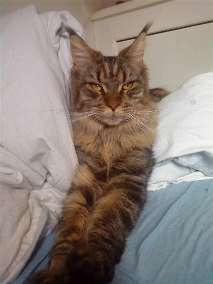 Maine Coon Kunta billede 1