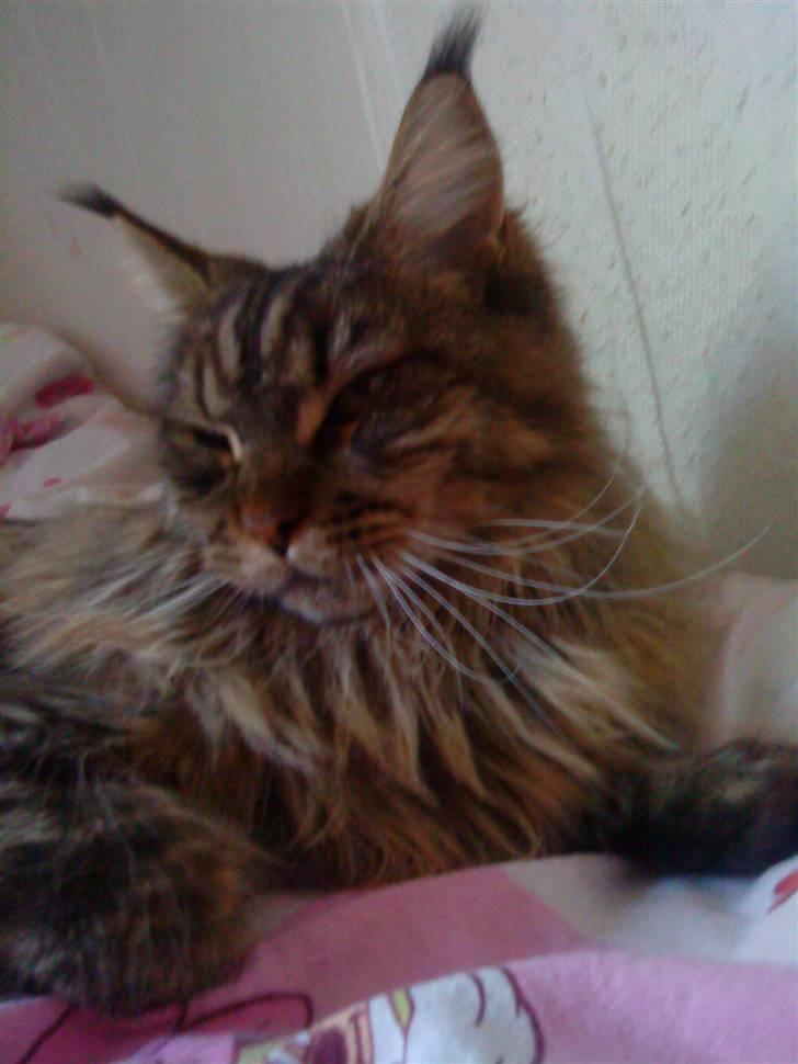 Maine Coon Kunta billede 2