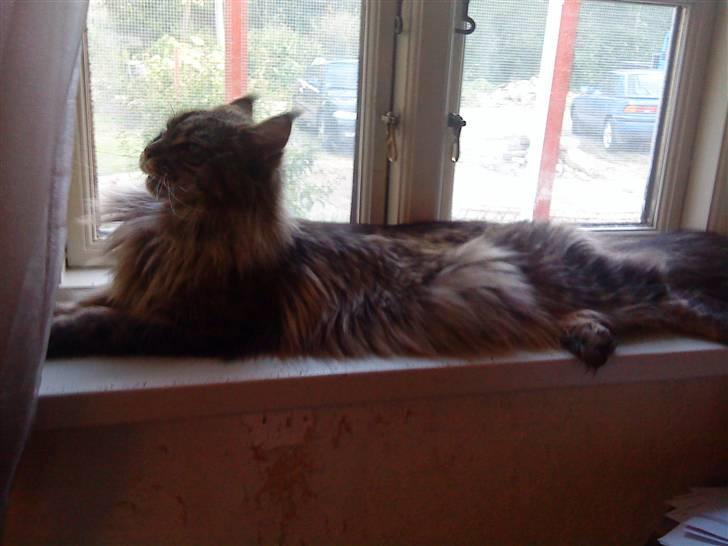 Maine Coon Kunta billede 3