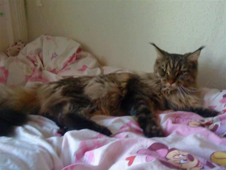 Maine Coon Kunta billede 4