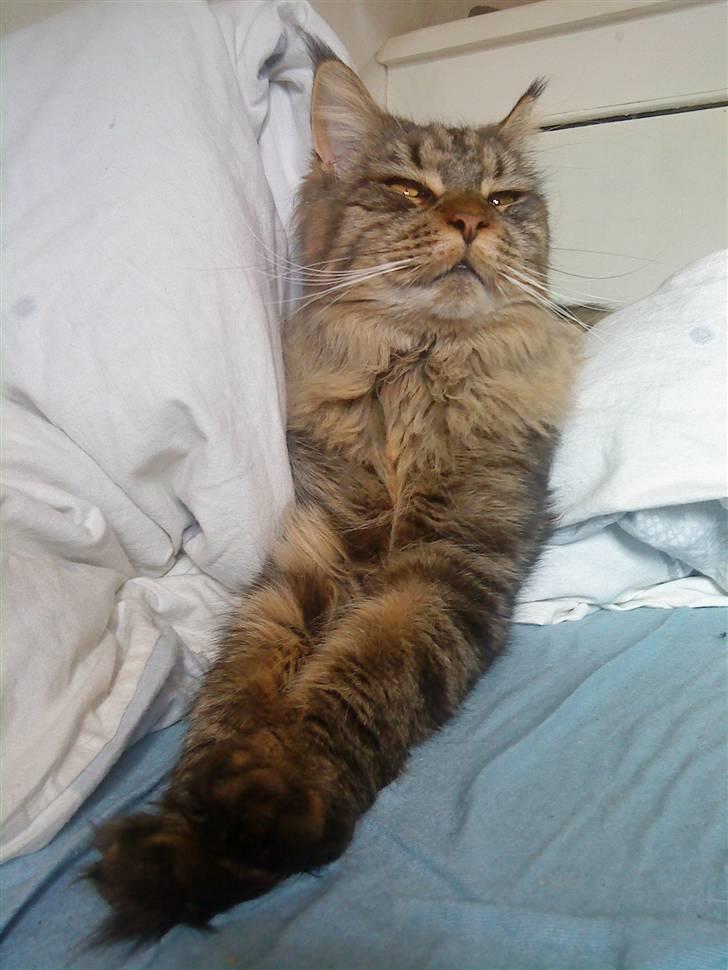 Maine Coon Kunta billede 5