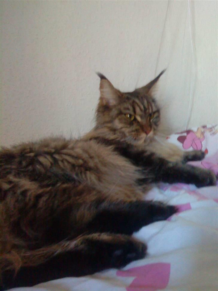 Maine Coon Kunta billede 6