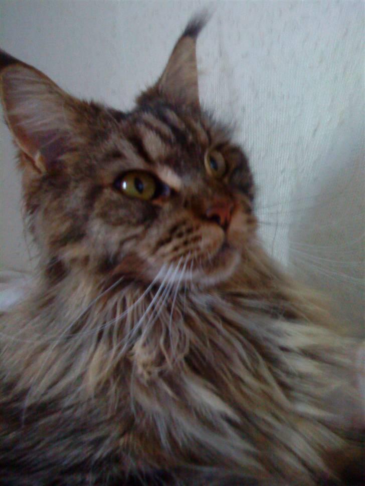 Maine Coon Kunta billede 7