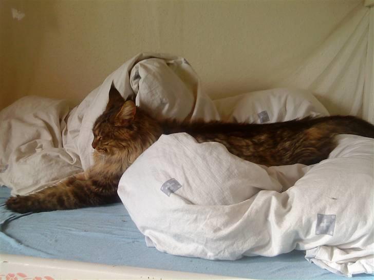 Maine Coon Kunta billede 8