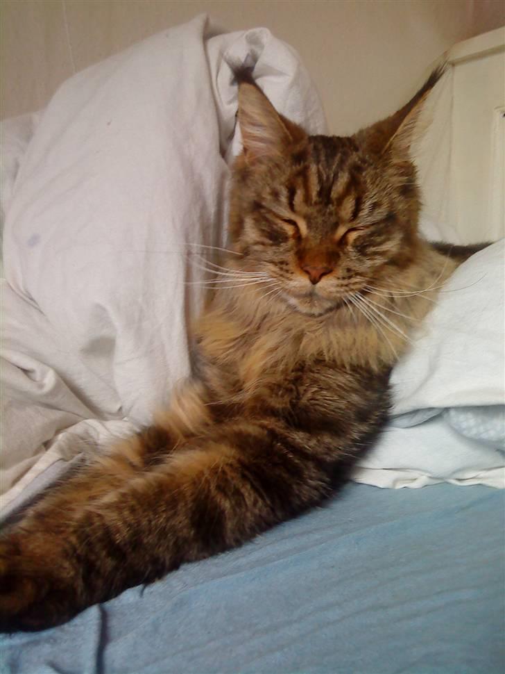 Maine Coon Kunta billede 9
