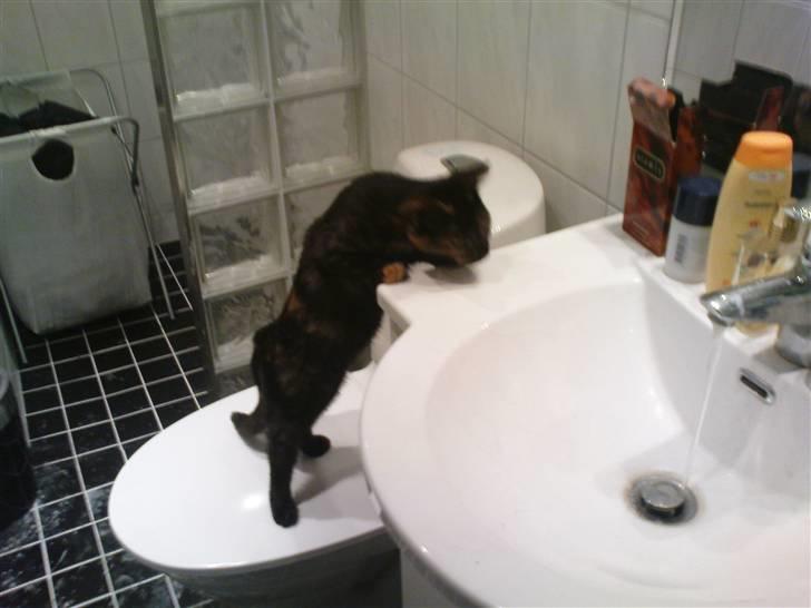 Huskat Bastet - Uden mad og drikke; duer helten ikke billede 12