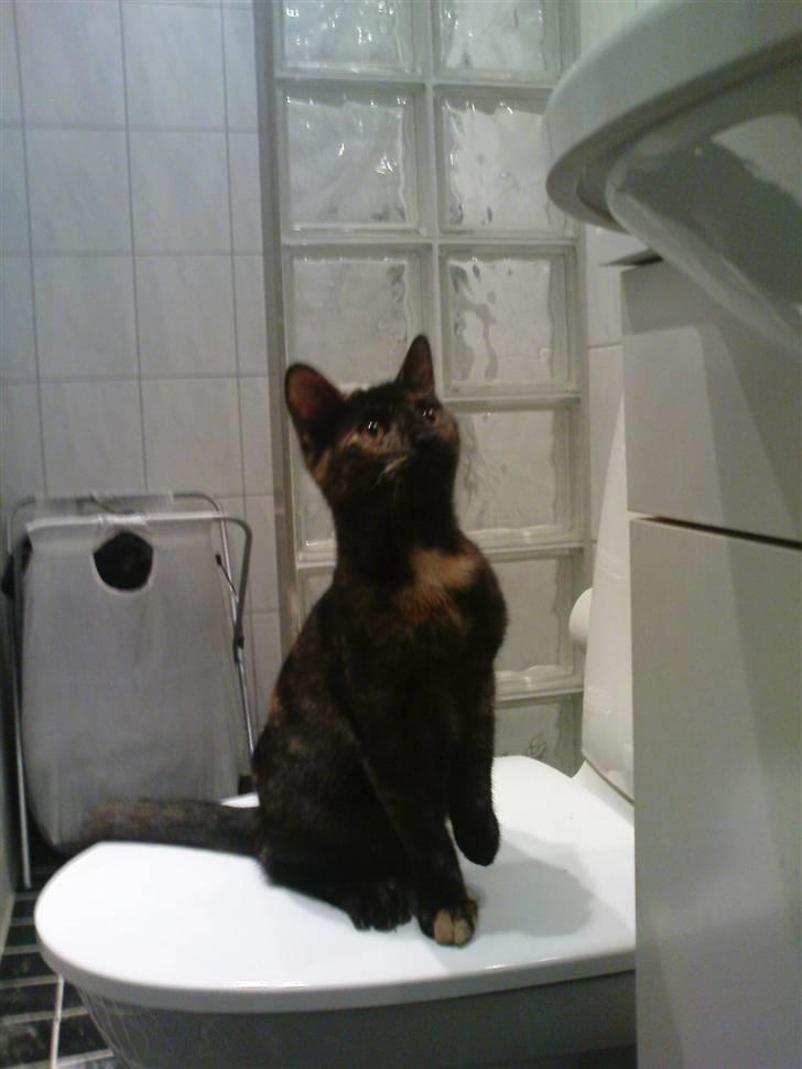 Huskat Bastet - Jeg kan selv gå på toilettet billede 13